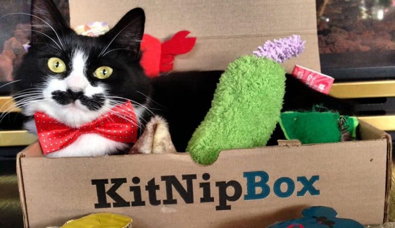 kitnipbox