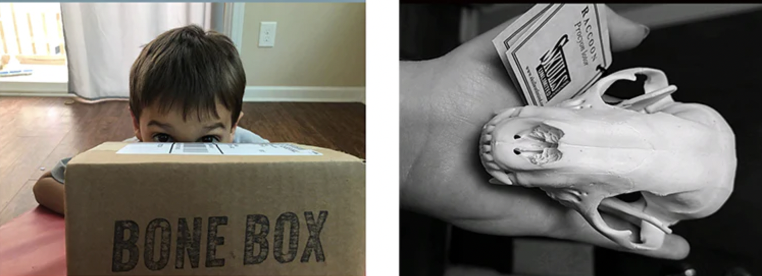 Skulls Unlimited- Bone Box